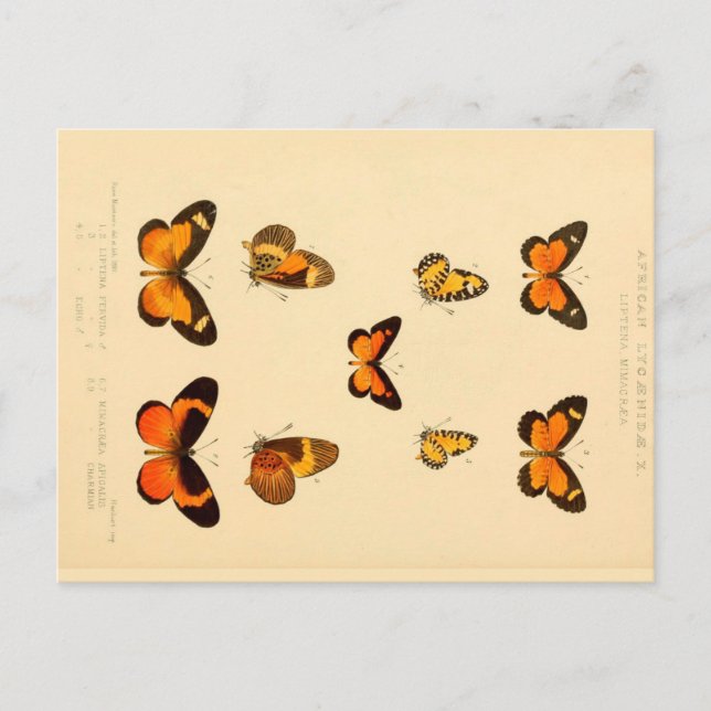 Butterflies 3 Vintage Teckning vykort (Framsida)