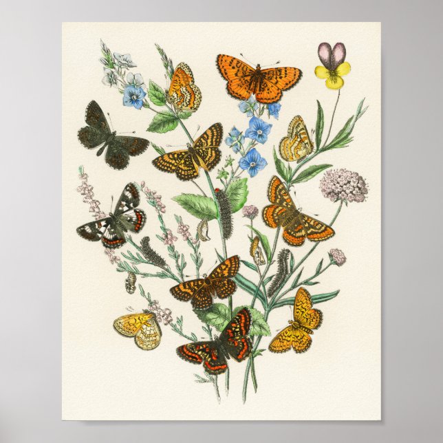 Butterflies and Flowers Vintage Illustration 1 Poster (Framsidan)
