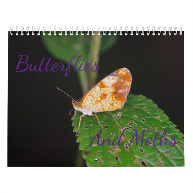 Butterflies and Moths Calendar Kalender (Omslag)