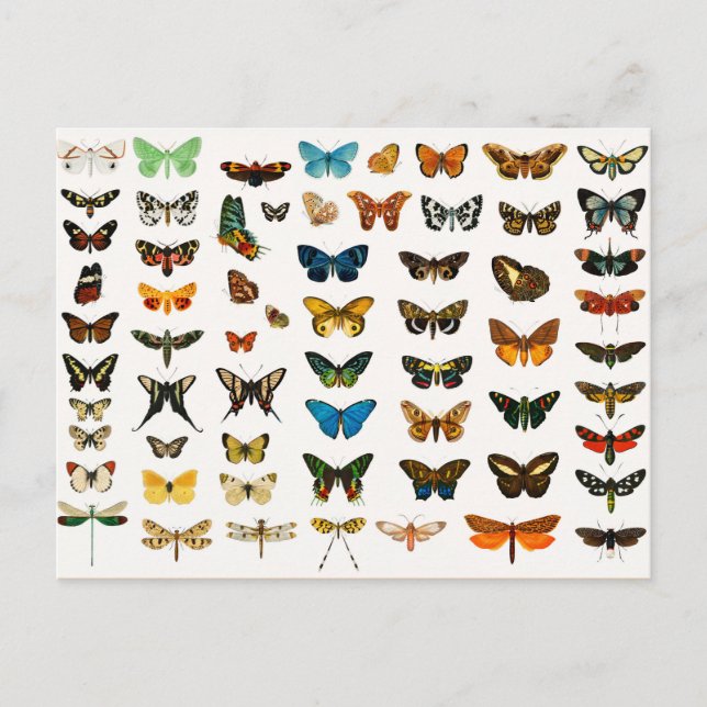 Butterflies and Moths, Vintage Illustration Vykort (Framsida)