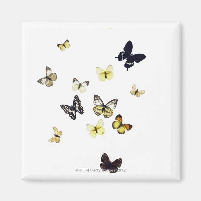 Butterflies är skjutna mot vitt magnet (Framsidan)