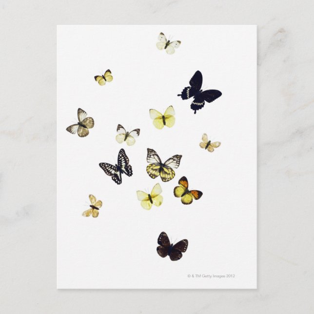 Butterflies är skjutna mot vitt vykort (Framsida)