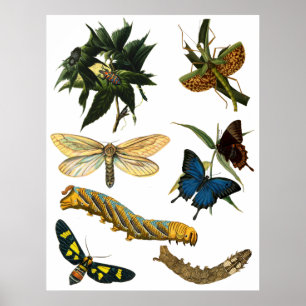 Butterflies Beetle Kryp Insekter Collage Art Poster