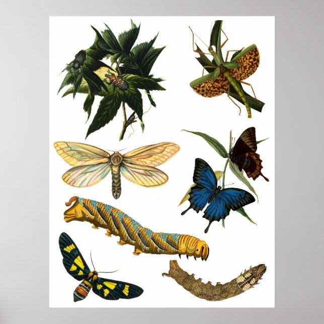 Butterflies Beetle Kryp Insekter Collage Art Poster (Framsidan)