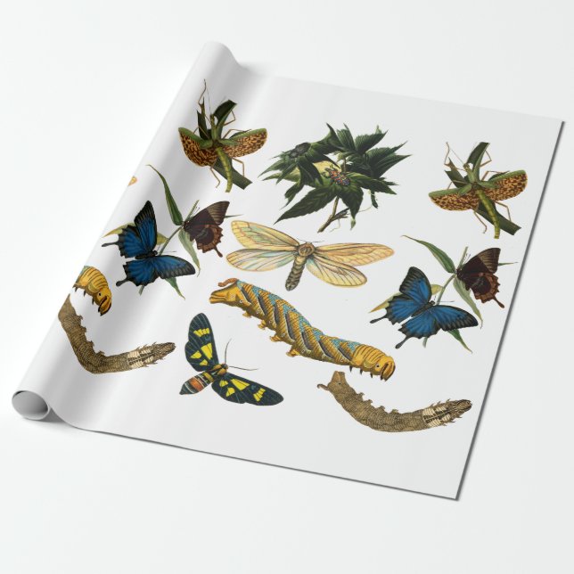 Butterflies Beetle Kryp Insektrare Collings Art Presentpapper (Utrullad)