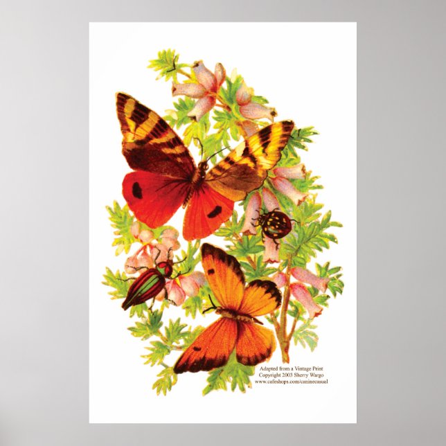 Butterflies & Beetles Poster (Framsidan)