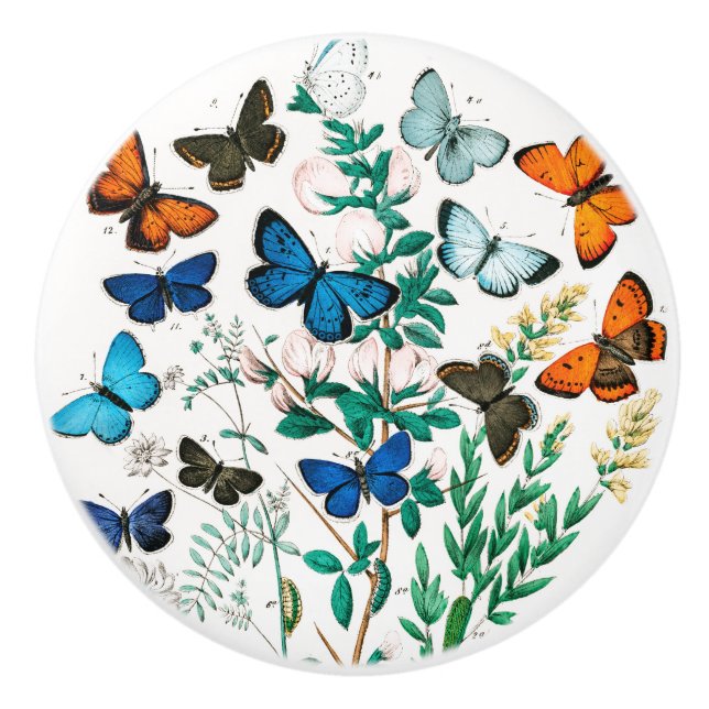 Butterflies, Caterpelare av William Forsell Kirby Knopp (Framsidan)