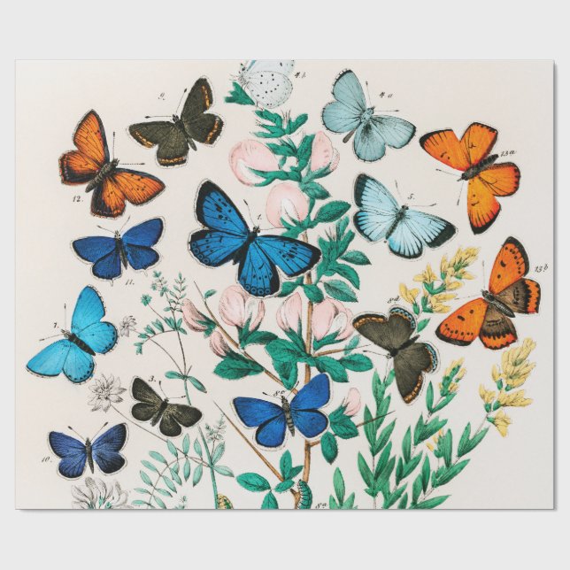 Butterflies, Caterpelare av William Forsell Kirby Presentpapper (Platt)