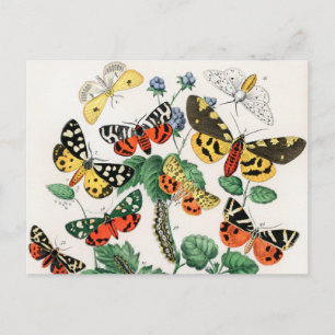 Butterflies, Caterpelars av William Forsell Kirby Vykort