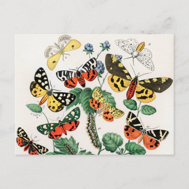 Butterflies, Caterpelars av William Forsell Kirby Vykort (Framsida)