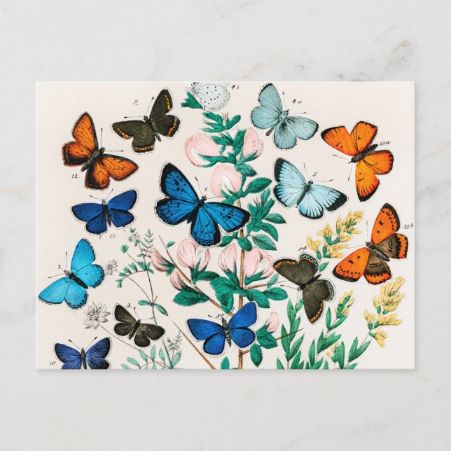 Butterflies, Caterpelars av William Forsell Kirby Vykort (Framsida)