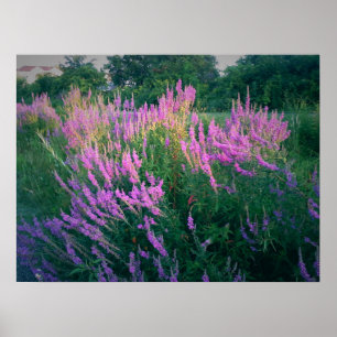 BUTTERFLIES FAVORITE LILA LOOSESTRIFE POSTER