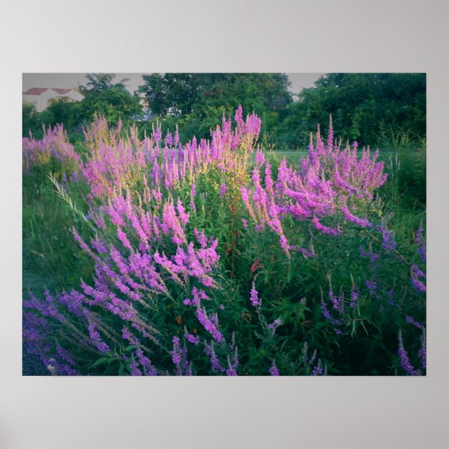 BUTTERFLIES FAVORITE LILA LOOSESTRIFE POSTER (Framsidan)
