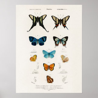 Butterflies Illustrated by Charles D'Orbigny Poster