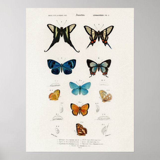 Butterflies Illustrated by Charles D'Orbigny Poster (Framsidan)
