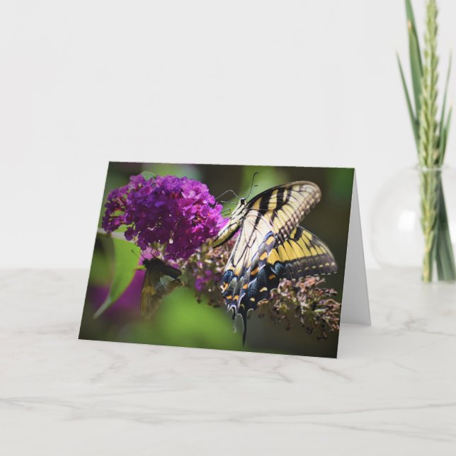 Butterflies, kort (Framsida)