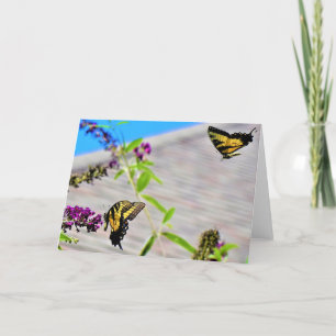 Butterflies, kort