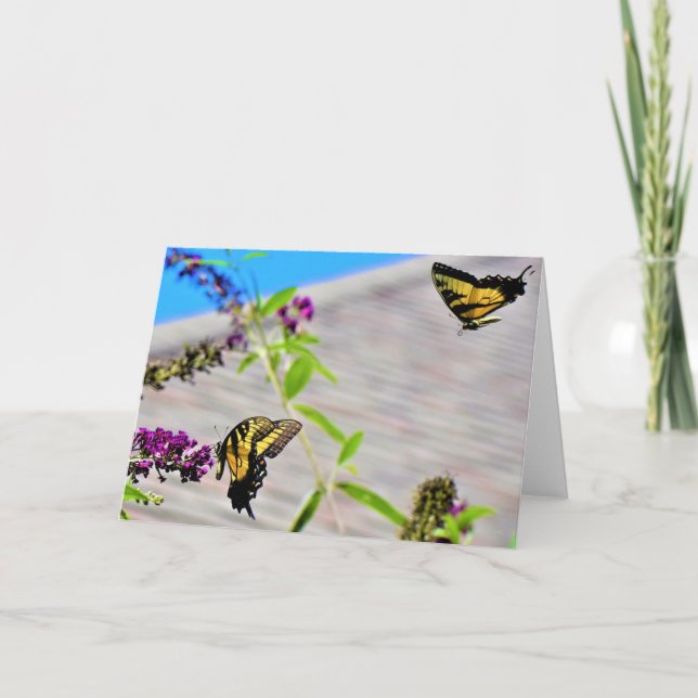 Butterflies, kort (Framsida)