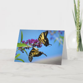 Butterflies, kort