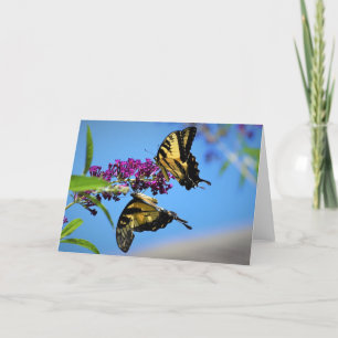 Butterflies, kort