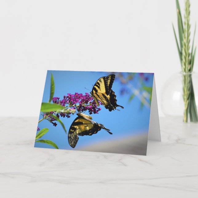 Butterflies, kort (Framsida)