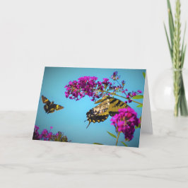 Butterflies, kort