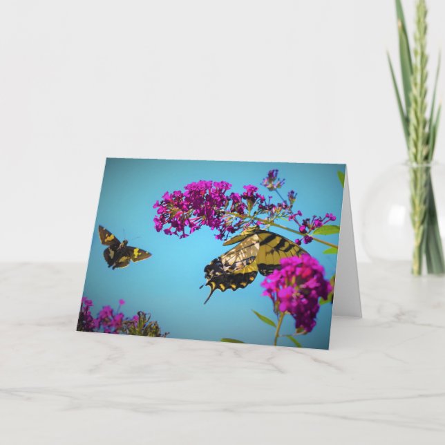Butterflies, kort (Framsida)