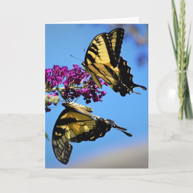 Butterflies, kort (Framsida)