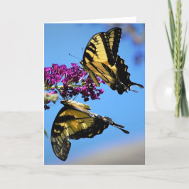 Butterflies, kort