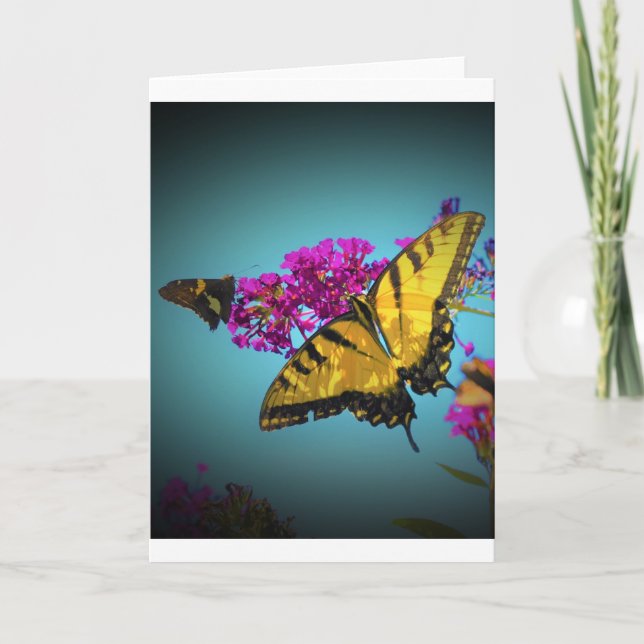 Butterflies, kort (Framsida)