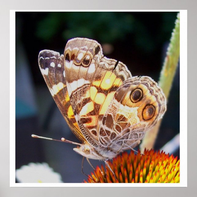 Butterflies Mönster Poster (Framsidan)