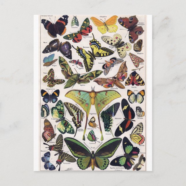 Butterflies Moth Insekt Vingar Vintage Postcard Vykort (Framsida)