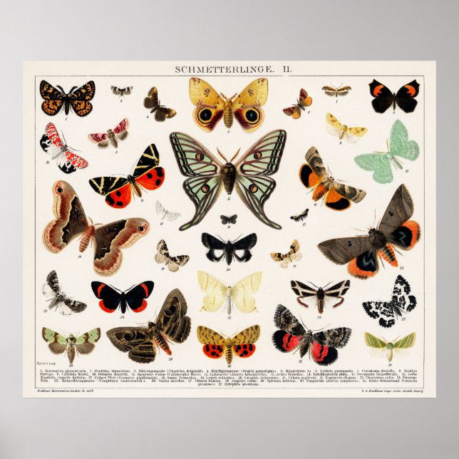 Butterflies & Moths Poster (Framsidan)