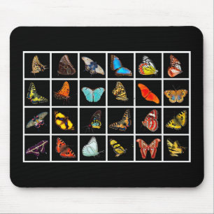 Butterflies Musmatta