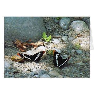 Butterflies OBS Kort