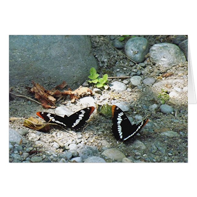 Butterflies OBS Kort (Framsidan Horizontal)