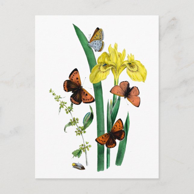 Butterflies och Gult Iris Vykort (Framsida)