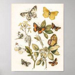 Butterflies och Moths av William Forsell Kirby Poster