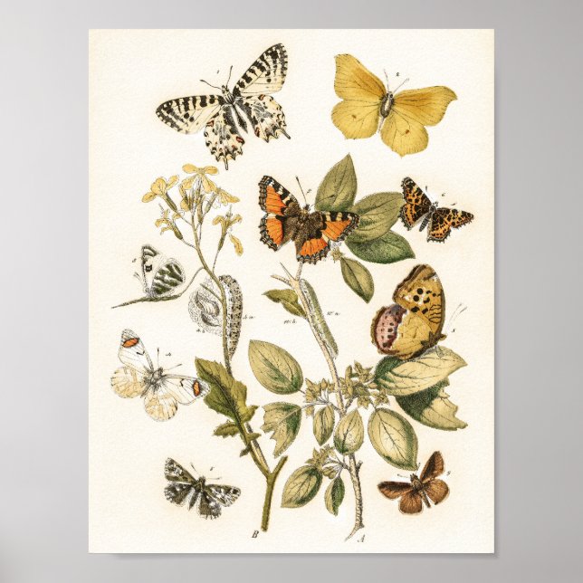Butterflies och Moths av William Forsell Kirby Poster (Framsidan)