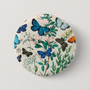 Butterflies och Moths William Forsell Kirby 1882 Knapp
