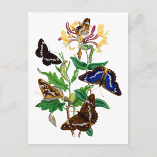 Butterflies och Red Honeysuckle Vykort