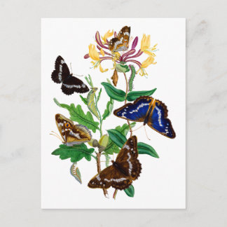 Butterflies och Red Honeysuckle Vykort