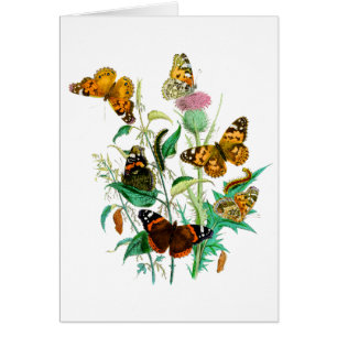 Butterflies och Thistle Hälsningskort