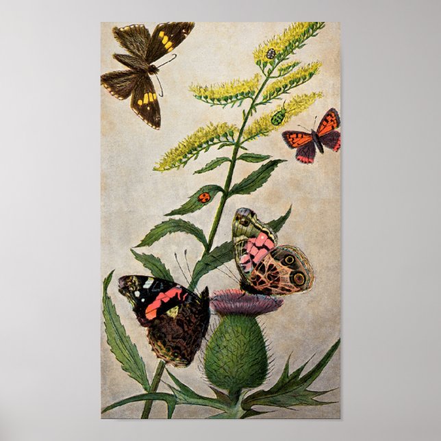 Butterflies och Thistle Poster (Framsidan)