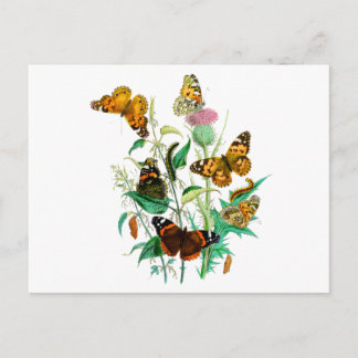 Butterflies och Thistle Vykort