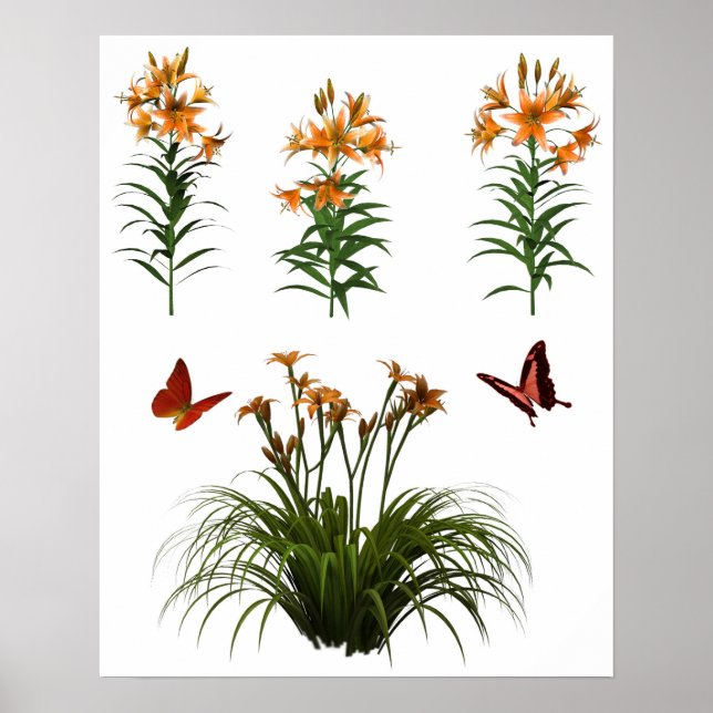 Butterflies och Tiger Lilies Poster (Framsidan)