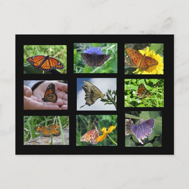 Butterflies of South Carolina Postcard Vykort (Framsida)
