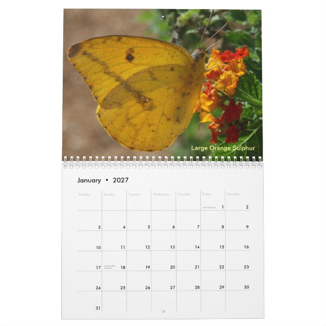 Butterflies of the Rio Grande Valley Kalender (Jan 2027)