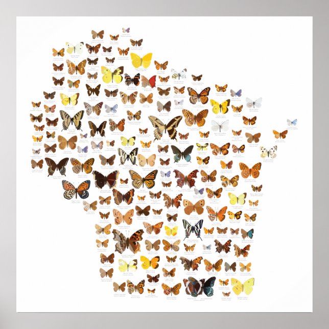 Butterflies of Wisconsin Poster (Framsidan)