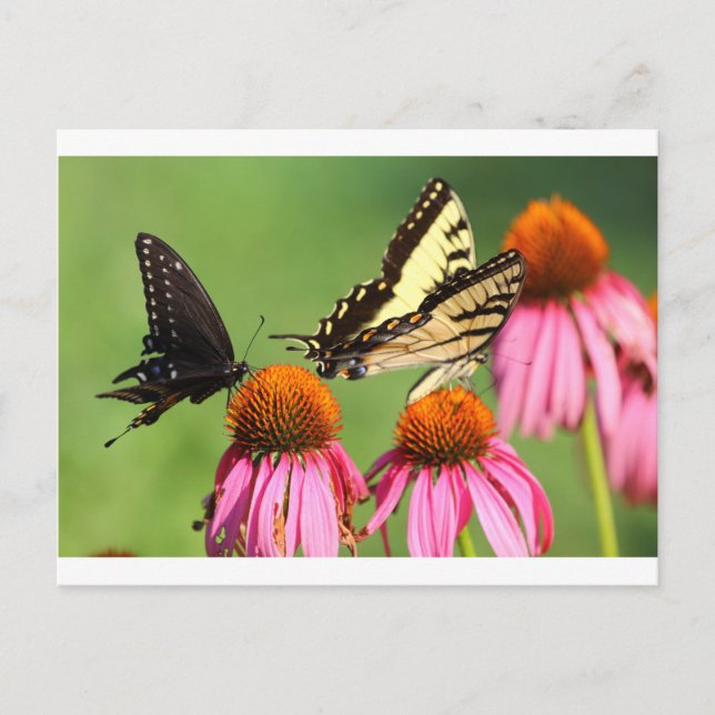 Butterflies on Coneflowers, Ohio Vykort (Framsida)